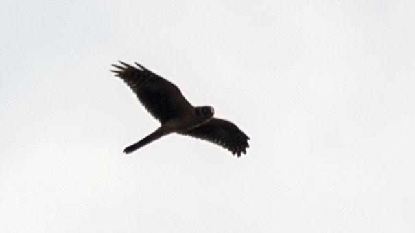 Pallid Harrier - Vaidehi  Gunjal