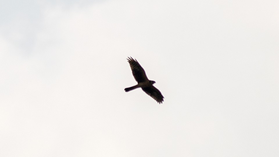 Pallid Harrier - Vaidehi  Gunjal