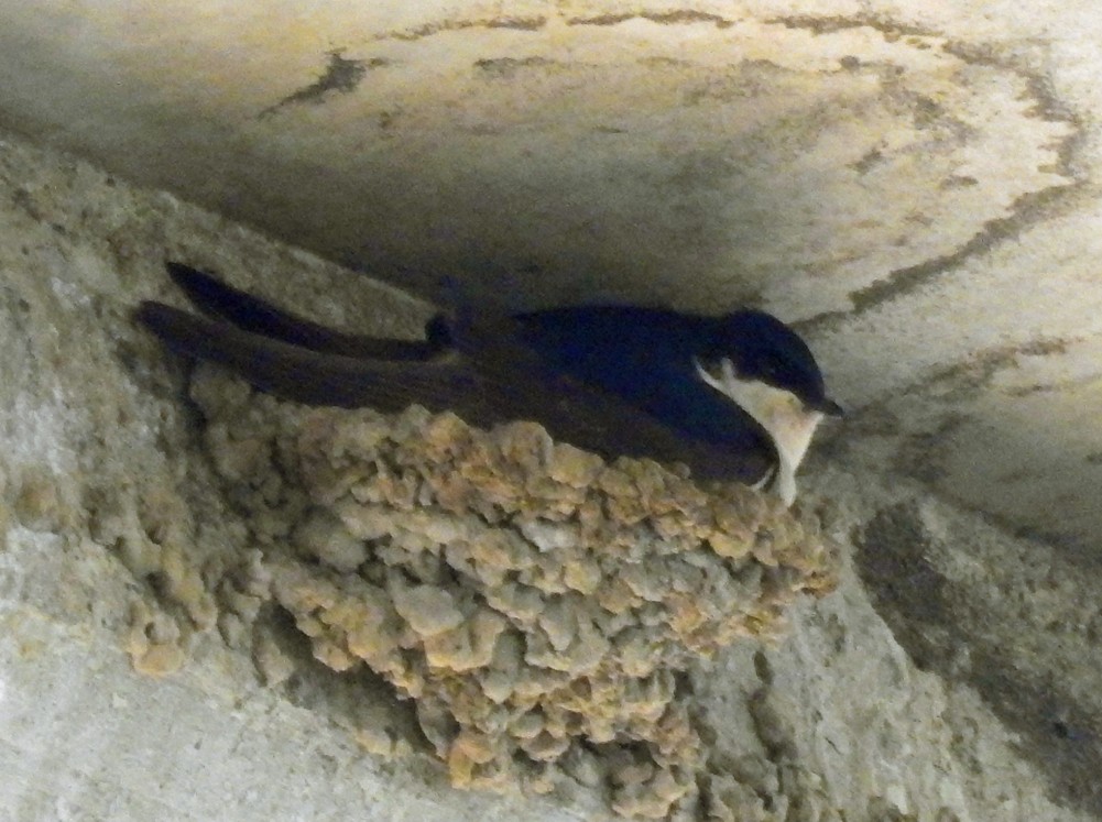 Western House-Martin - ML185980391