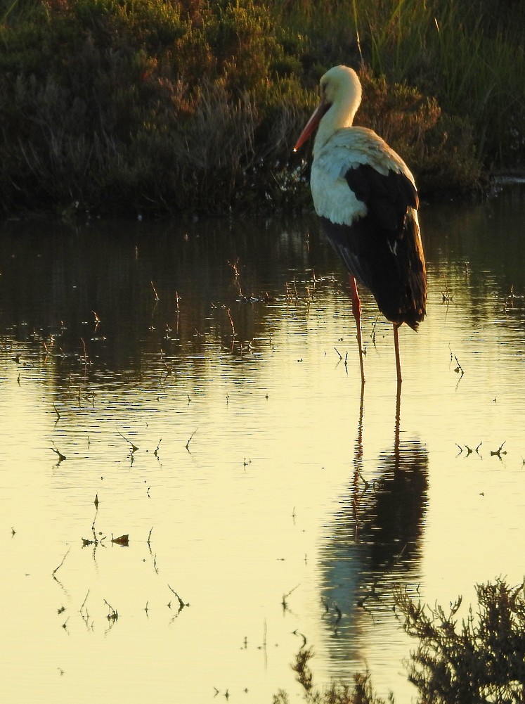 White Stork - ML185980661