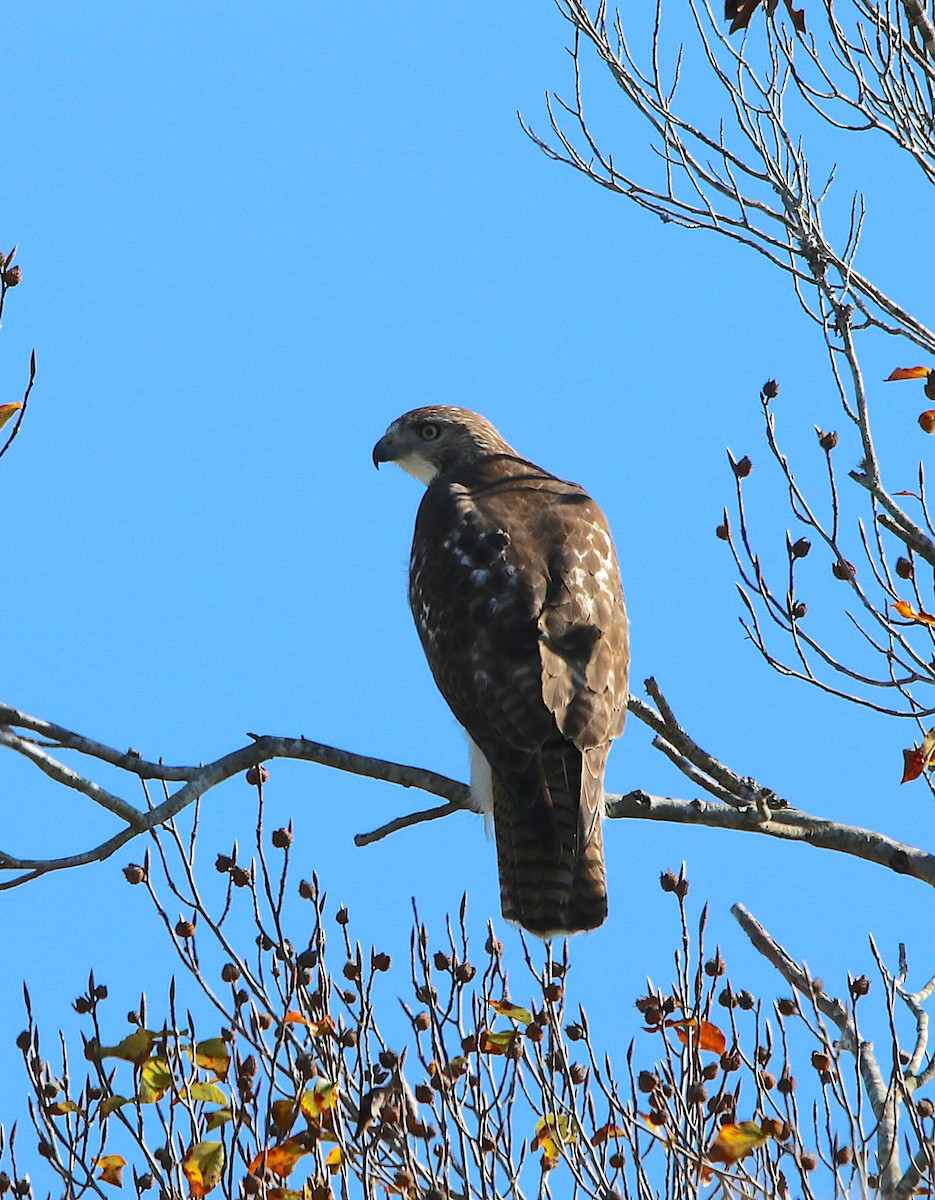 Red-tailed Hawk - ML185983701