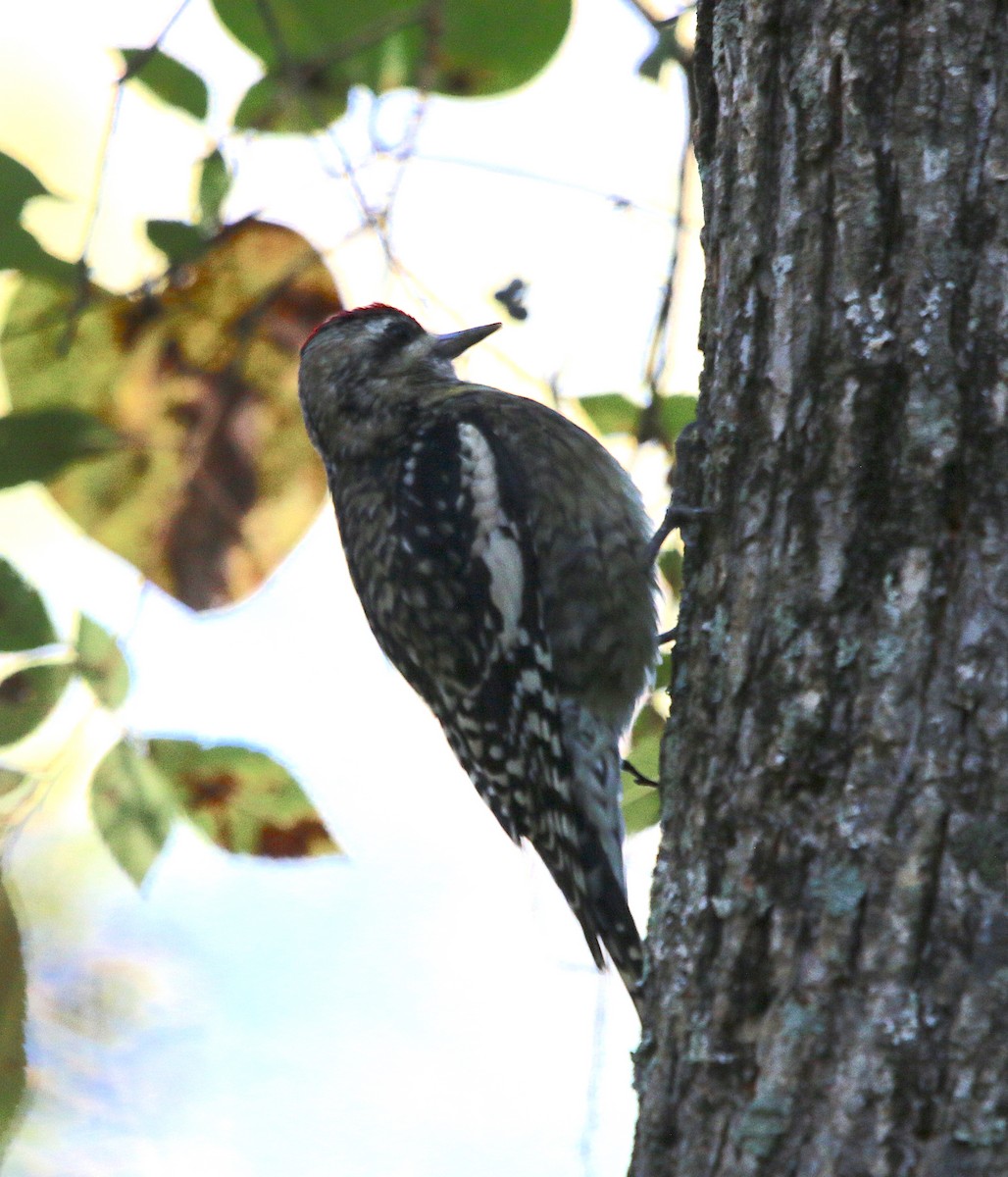 Yellow-bellied Sapsucker - ML185983771