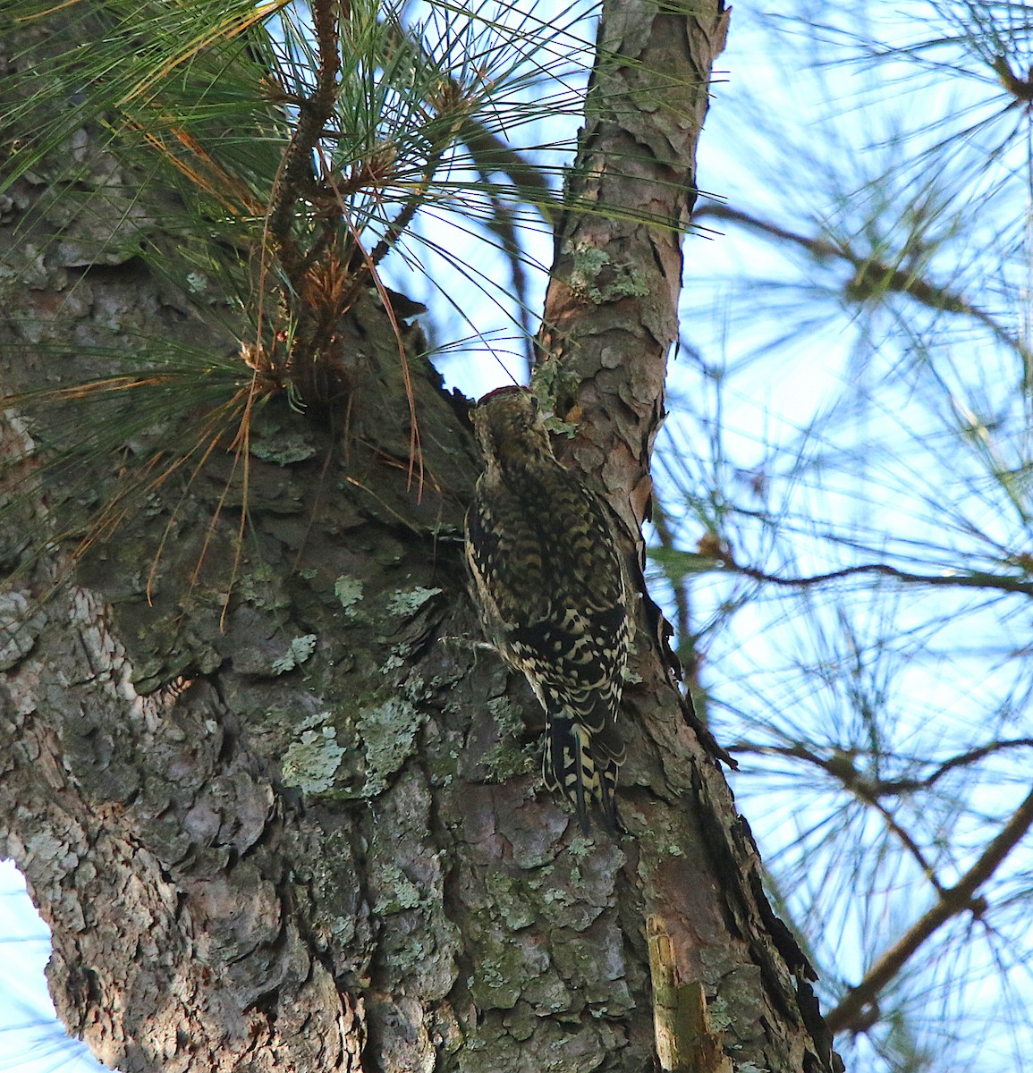 Yellow-bellied Sapsucker - ML185983801