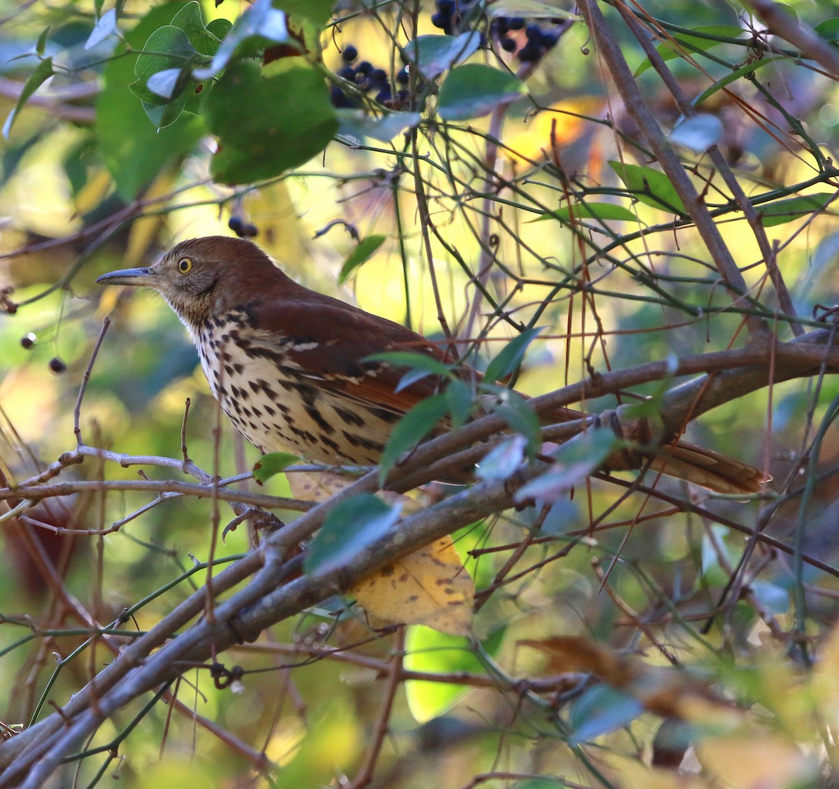Brown Thrasher - ML185983871