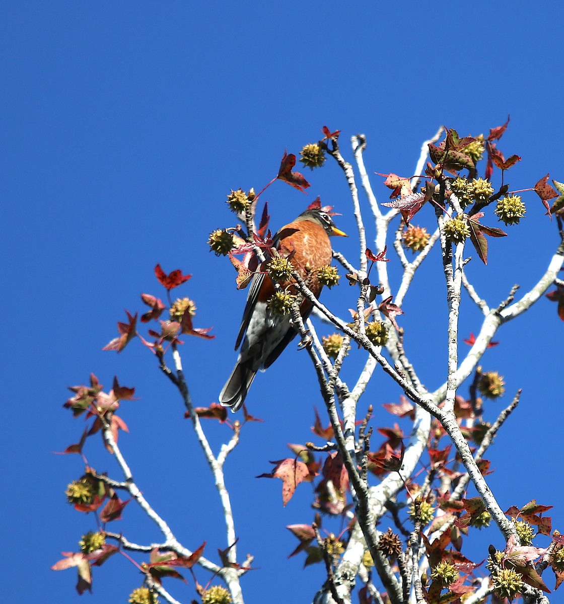 American Robin - ML185983891