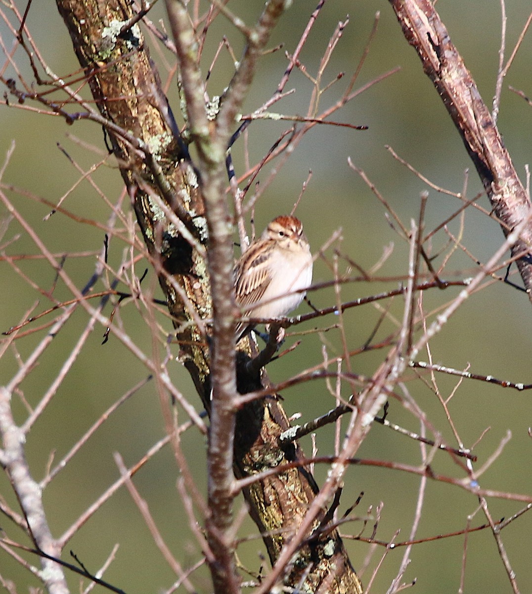 Chipping Sparrow - ML185983921