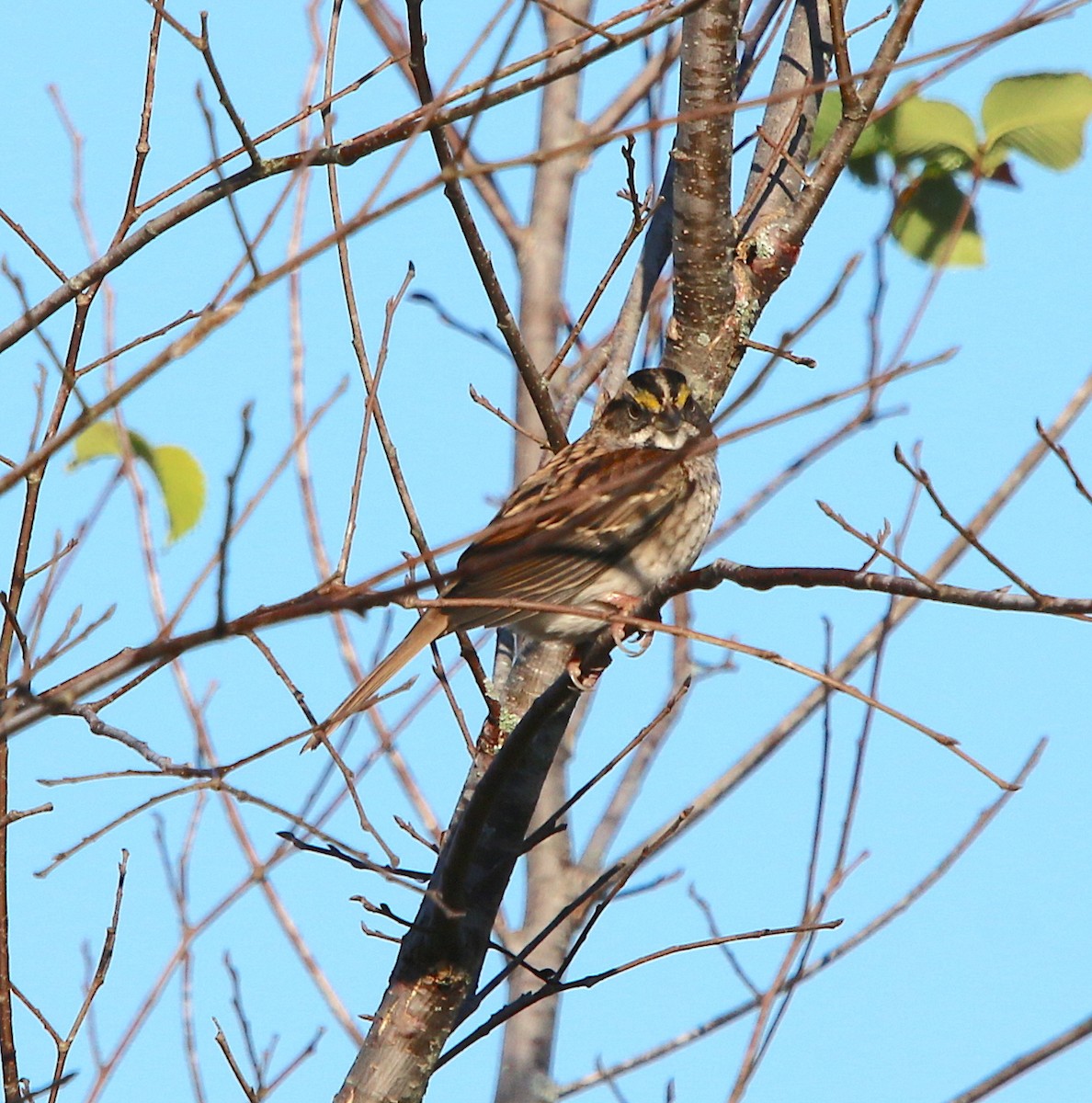 White-throated Sparrow - ML185984031