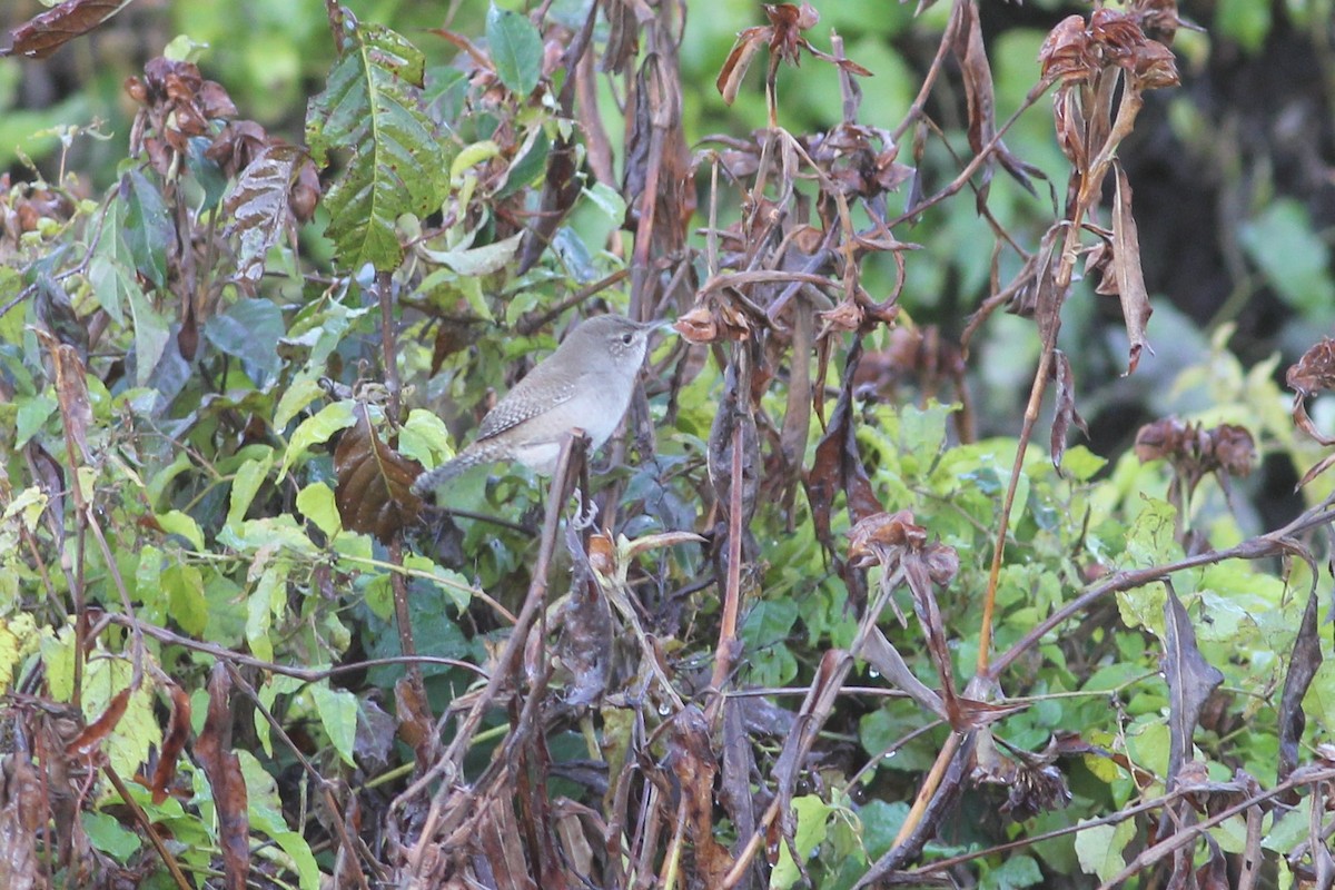 House Wren - ML185984791