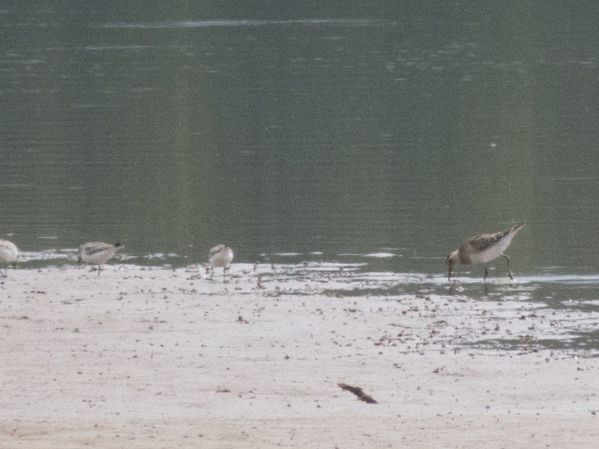 Pectoral Sandpiper - ML185985821
