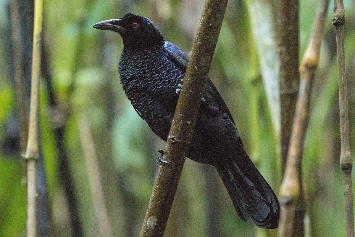 Crinkle-collared Manucode - Eric VanderWerf