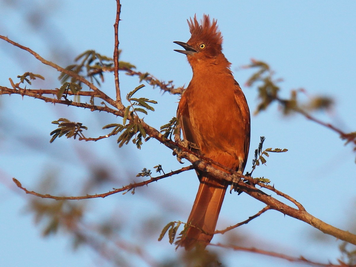 Photos - Caatinga Cacholote - Pseudoseisura cristata - Birds of the World