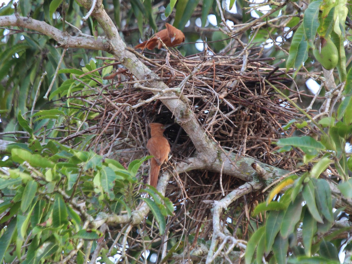 Photos - Caatinga Cacholote - Pseudoseisura cristata - Birds of the World