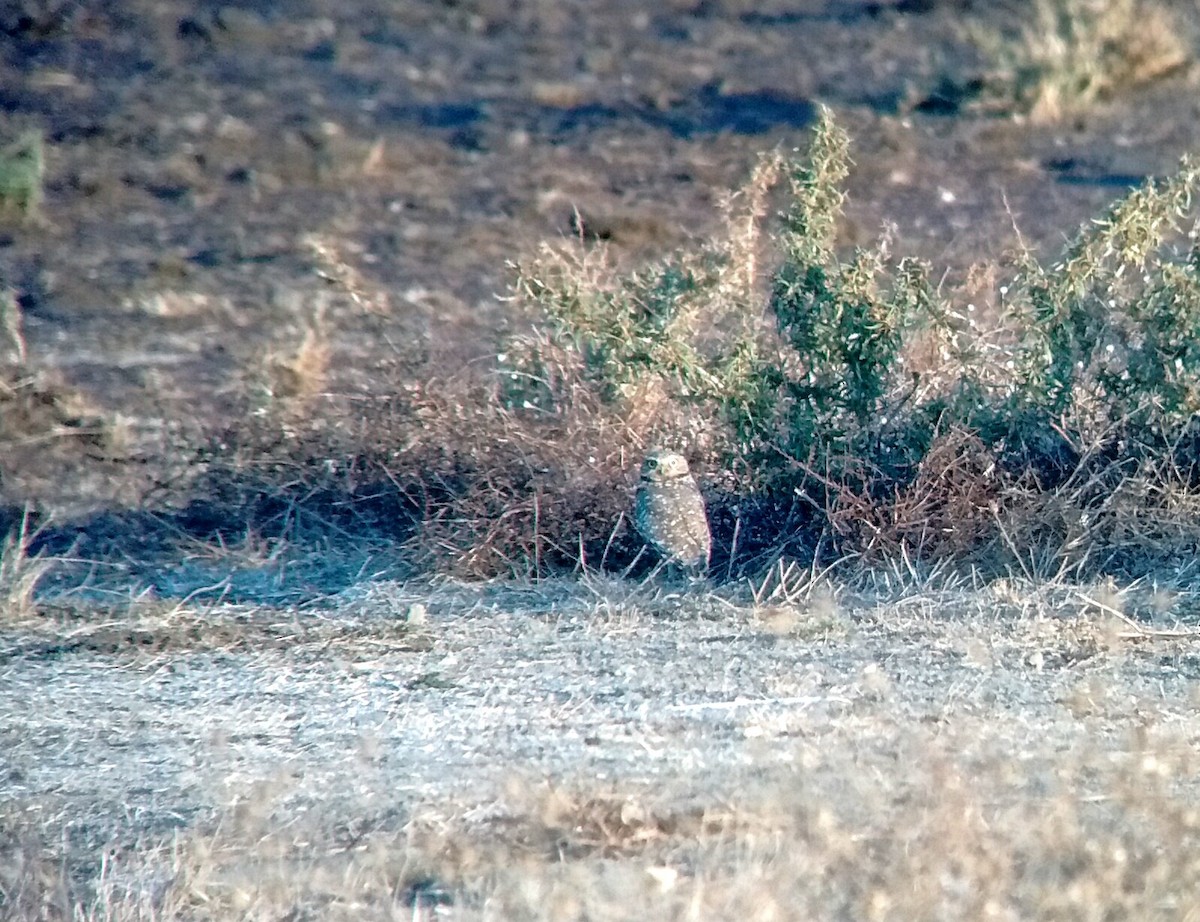 Burrowing Owl - ML185987381