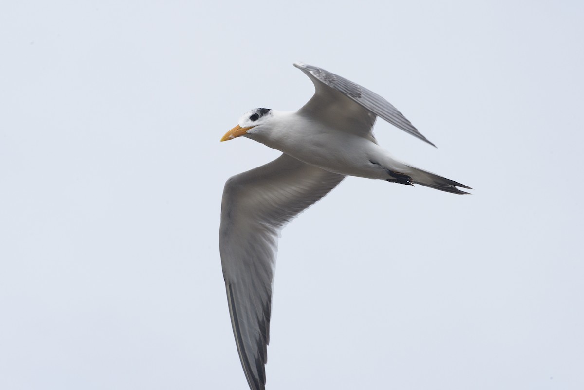 Royal Tern - ML185988171