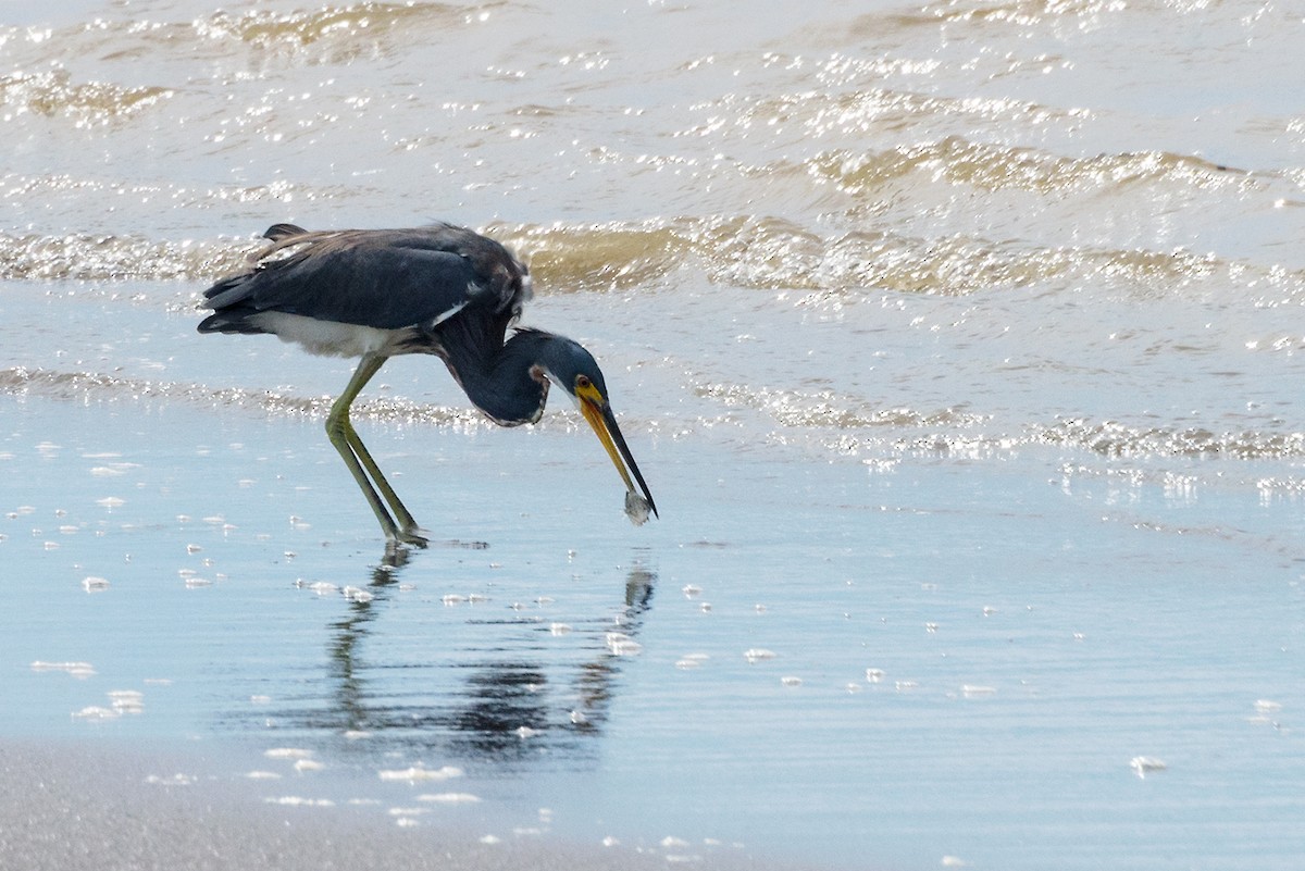 Tricolored Heron - ML185988291