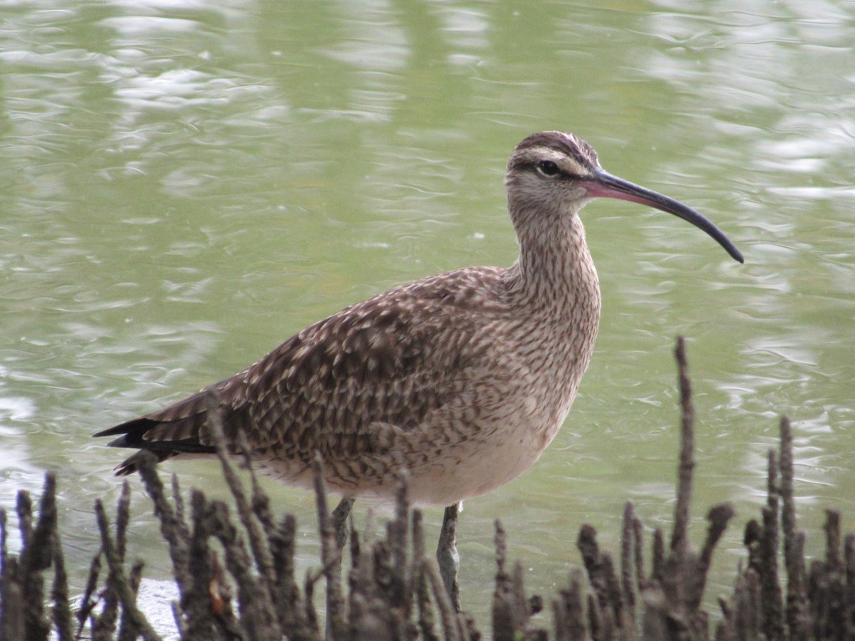 Whimbrel - LEODAN ARCOS