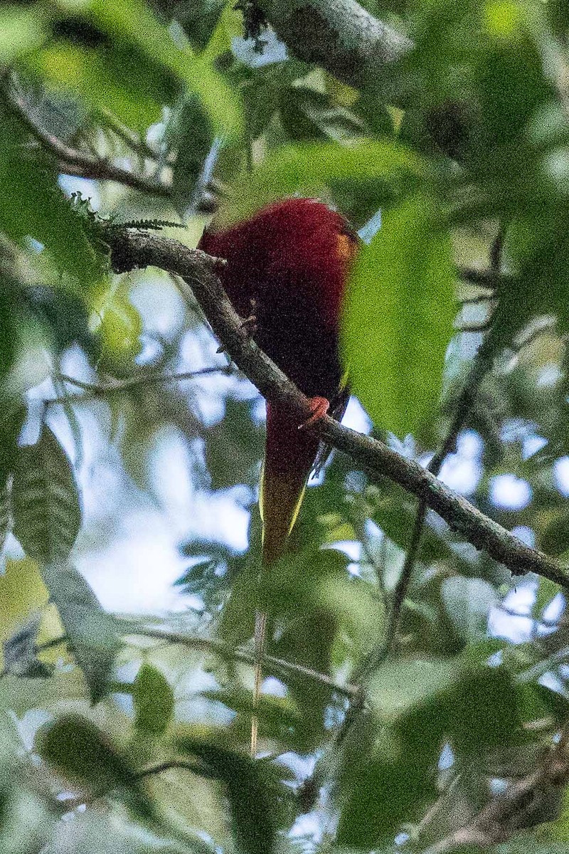 West Papuan Lorikeet - ML185988691