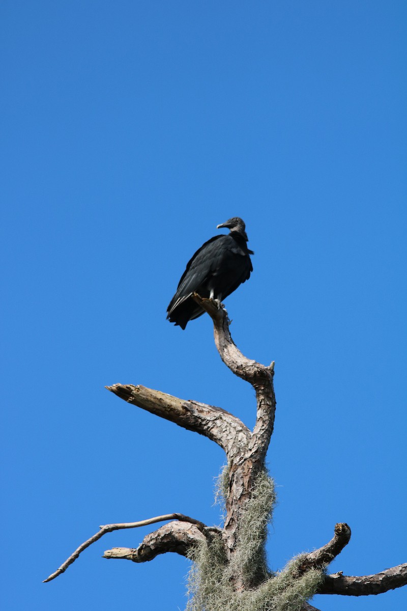 Black Vulture - ML185988951