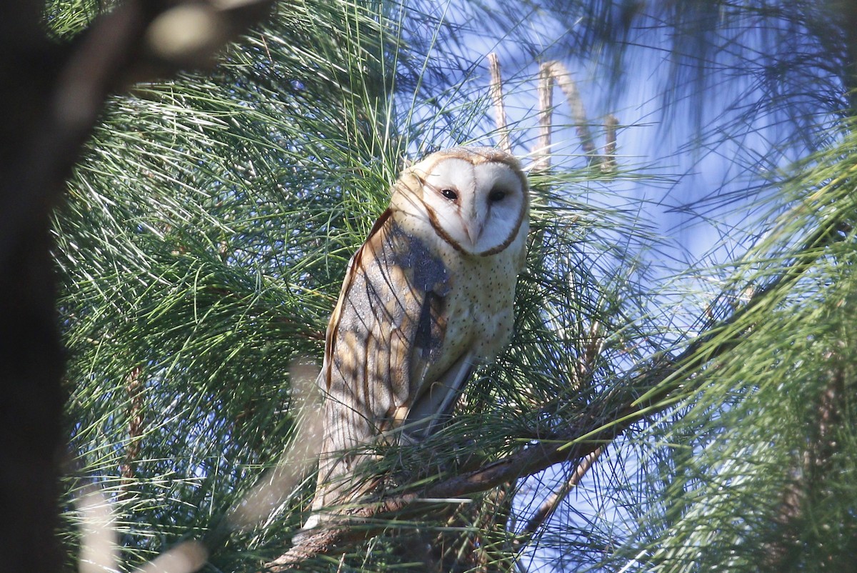 Barn Owl - ML185991191