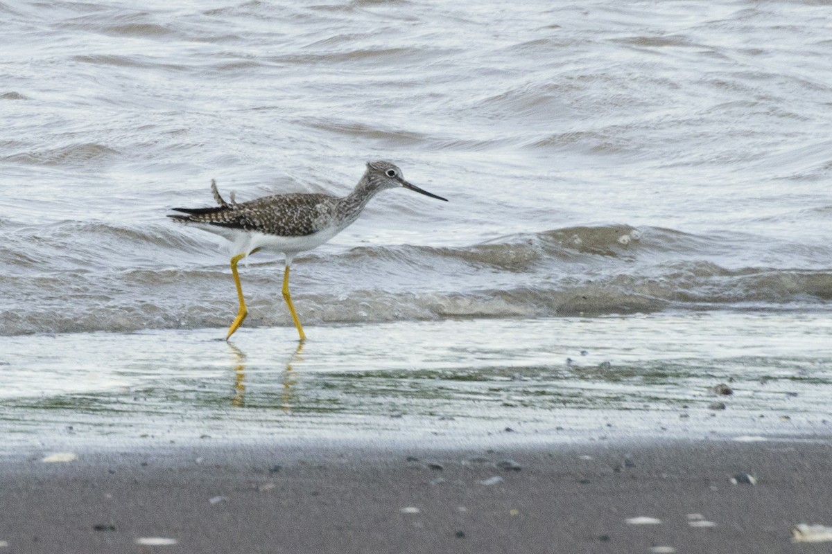 Greater Yellowlegs - ML185991721