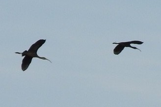 ibis hnědý/americký - ML185991911