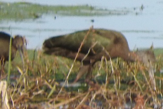 Glossy/White-faced Ibis - Josh Mosteller