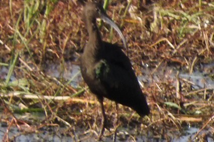 ibis hnědý/americký - ML185991961