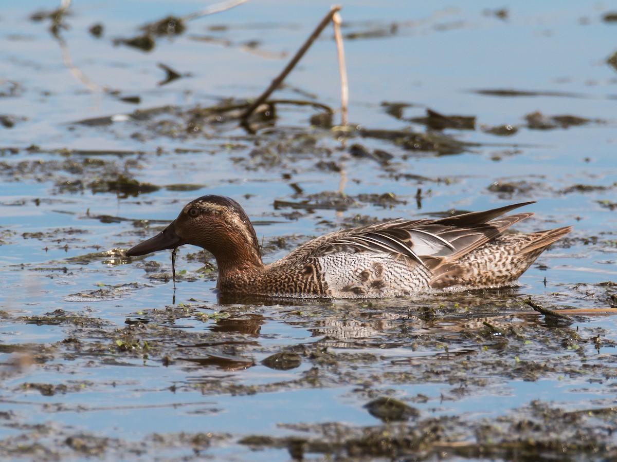 Garganey - ML185992161