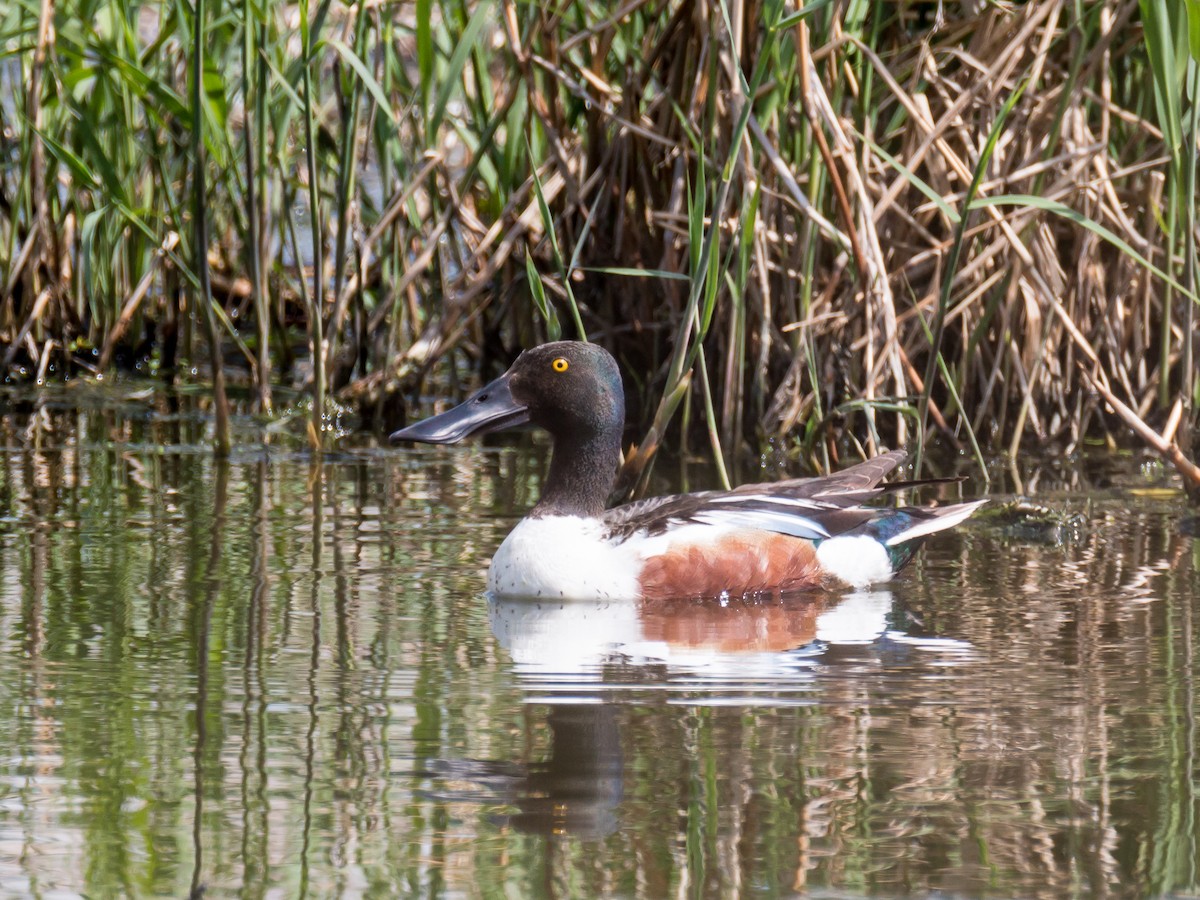 Northern Shoveler - ML185992271