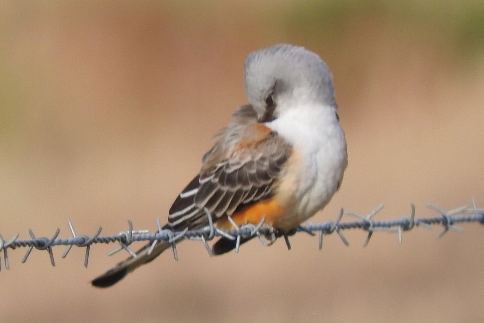 Scissor-tailed Flycatcher - ML185992431