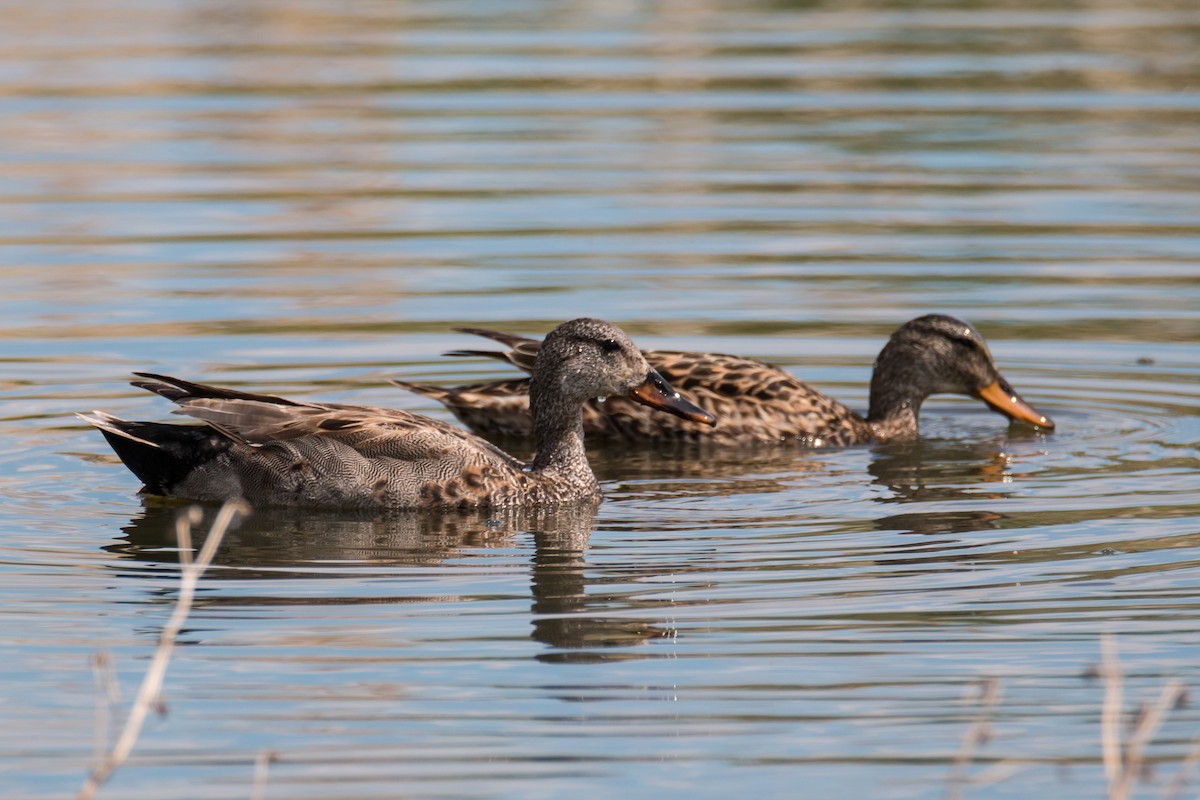 Gadwall - ML185992511