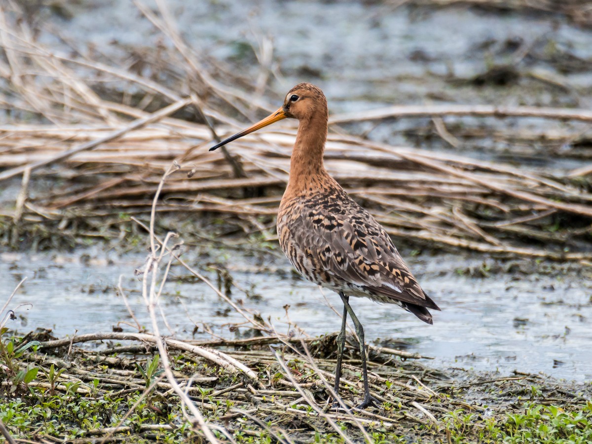 Black-tailed Godwit - ML185992611