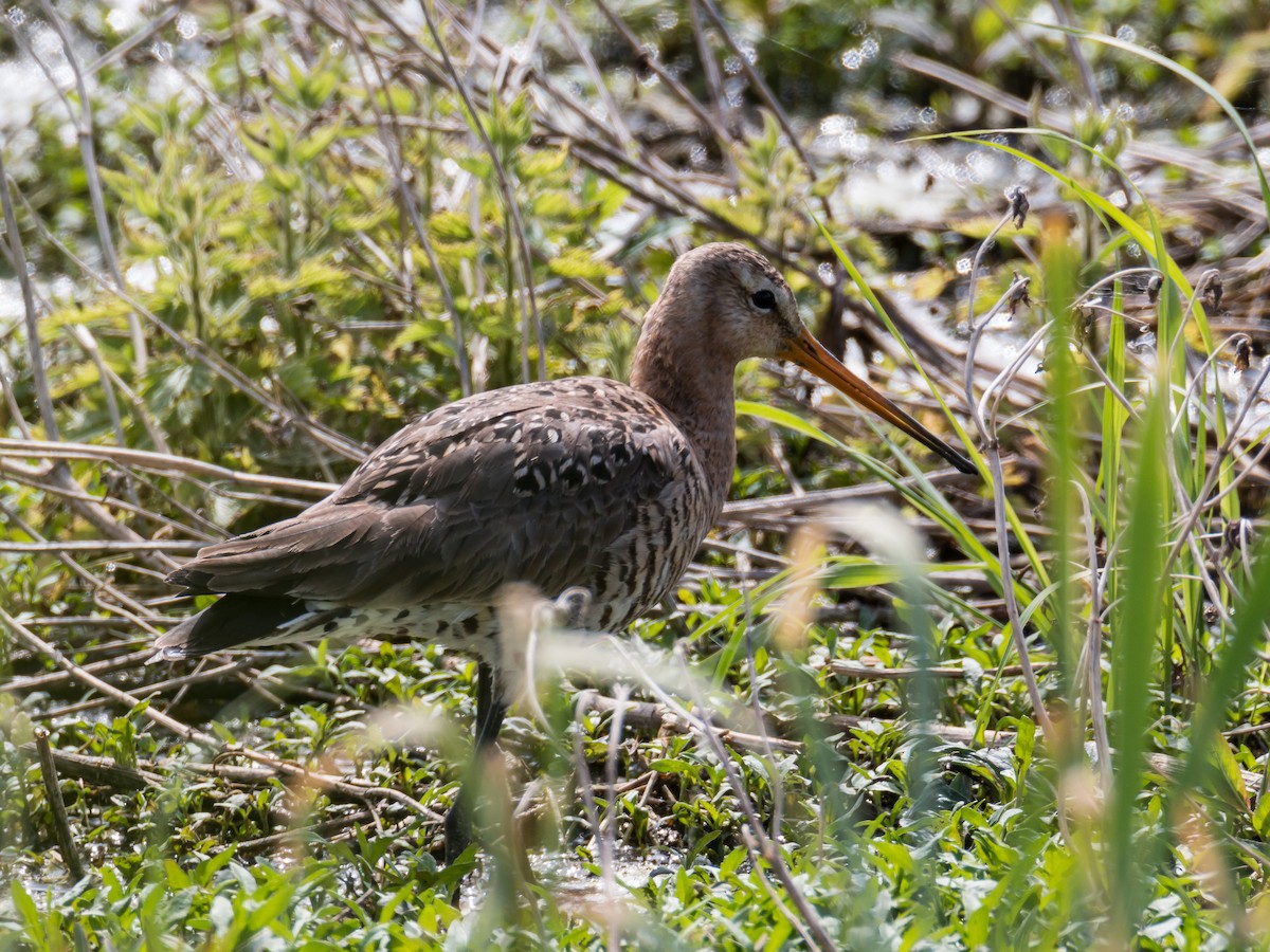 Black-tailed Godwit - ML185992741