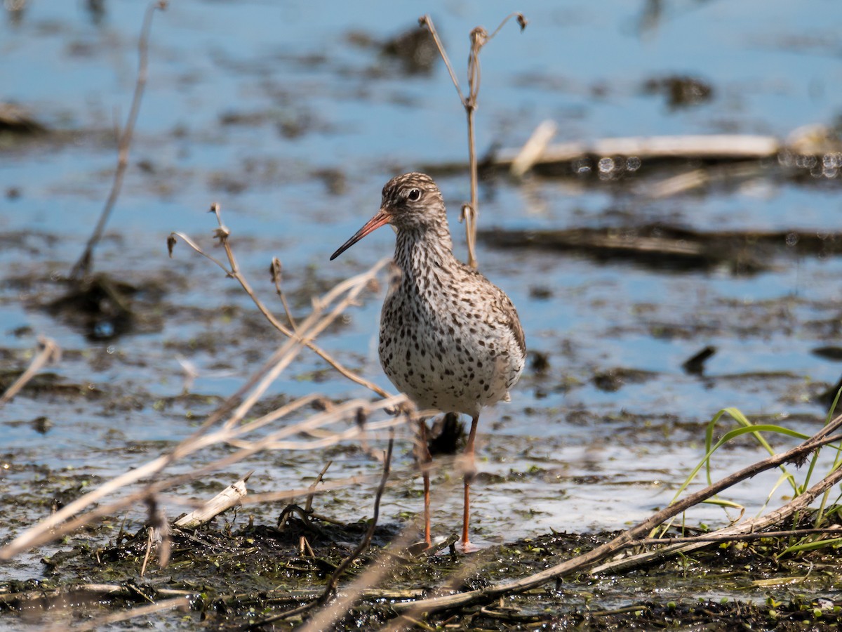 Common Redshank - ML185992831