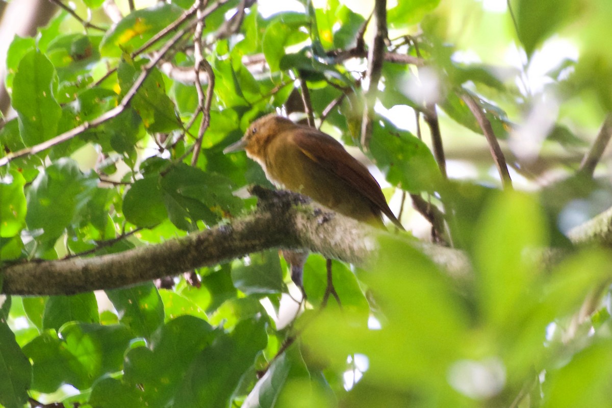 Buff-fronted Foliage-gleaner - ML185992931