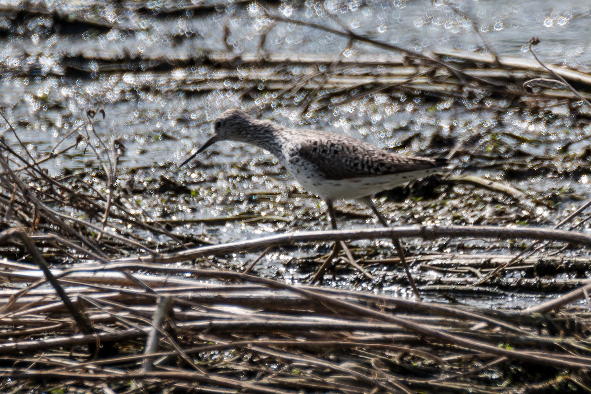 Teichwasserläufer - ML185993041