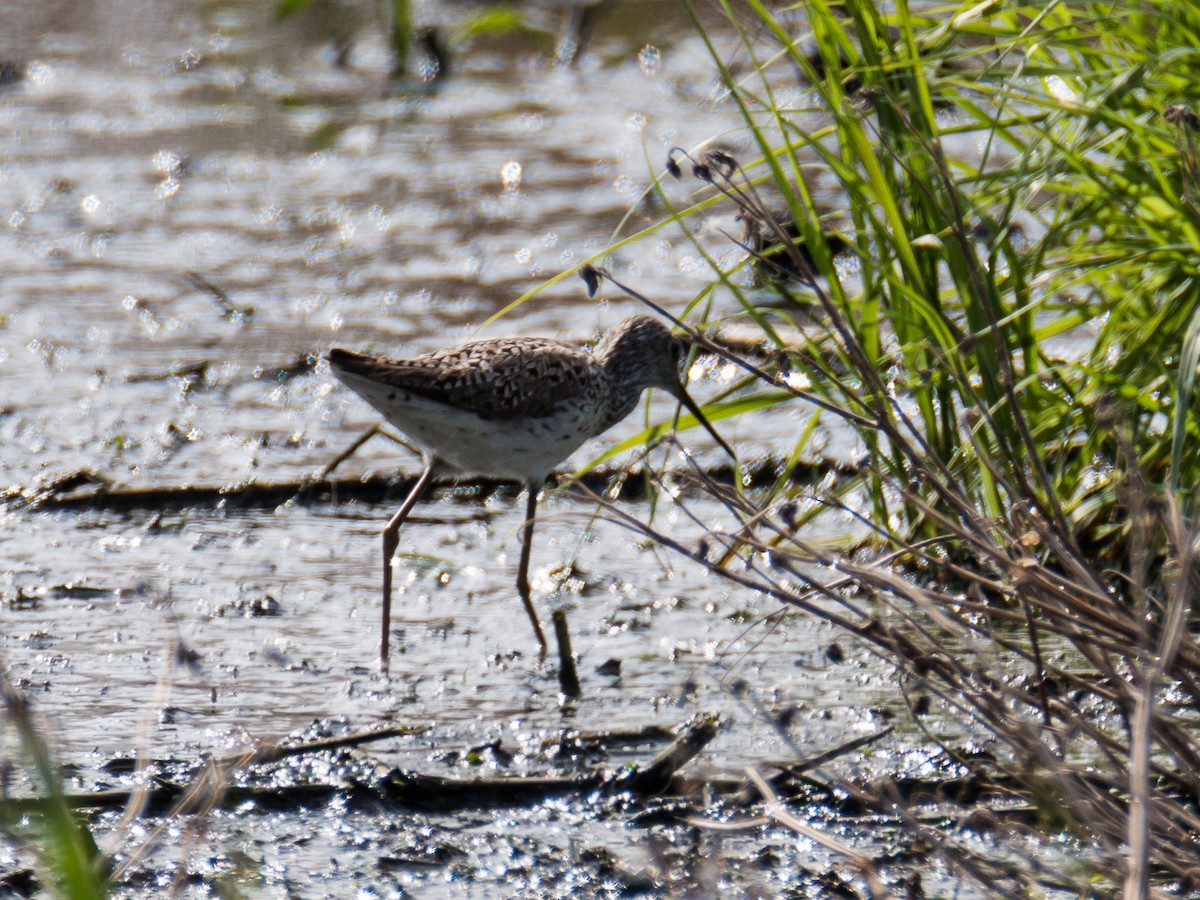 Teichwasserläufer - ML185993281