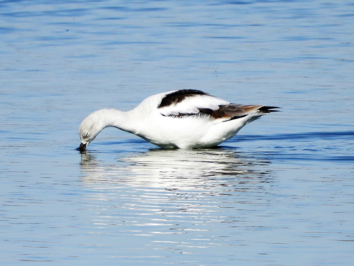 American Avocet - ML185995391