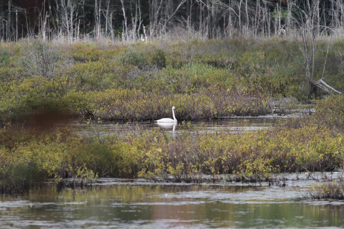 Cygne trompette - ML185996581