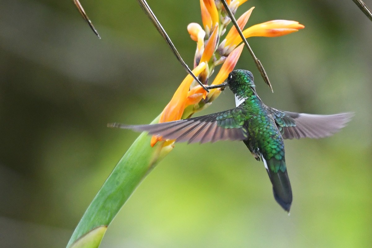 Collared Inca - ML185997101