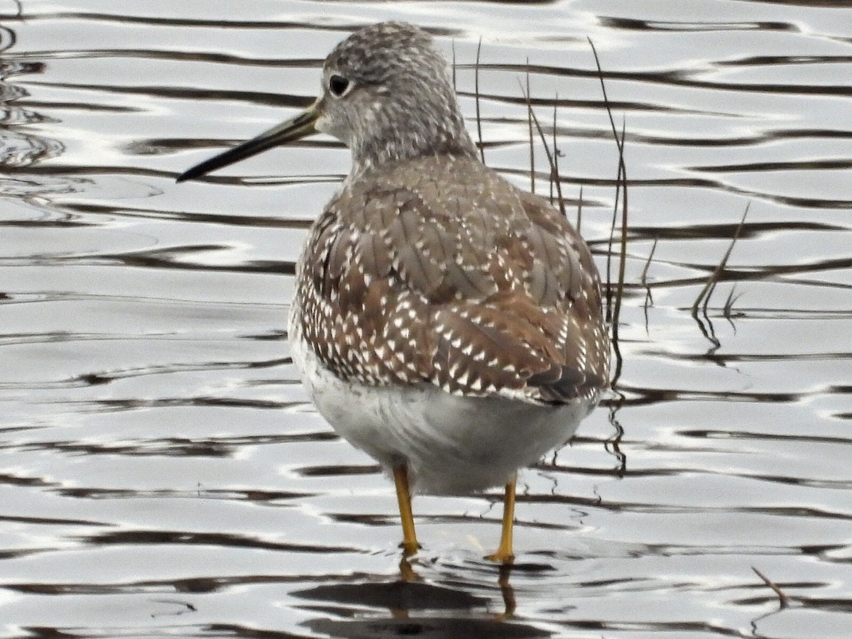 Greater Yellowlegs - ML185997591