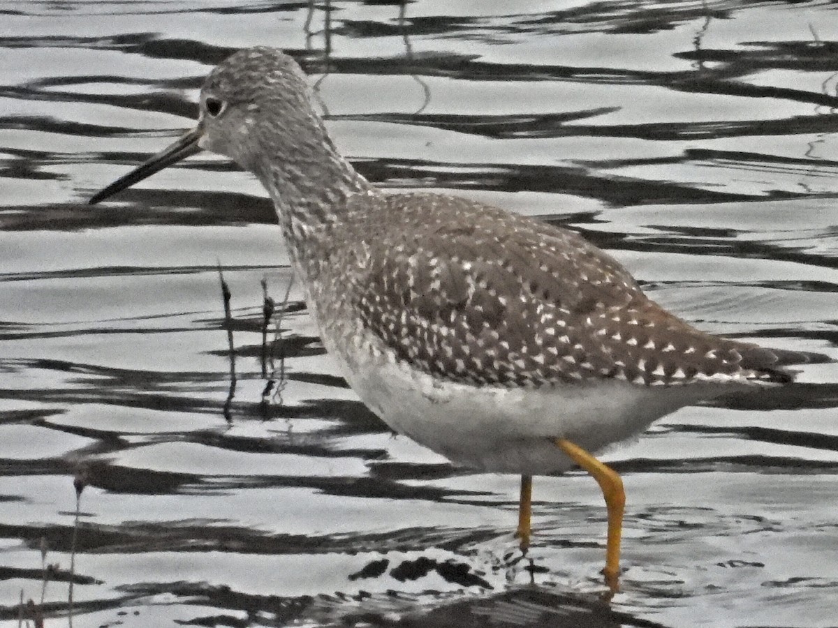 Greater Yellowlegs - ML185997621