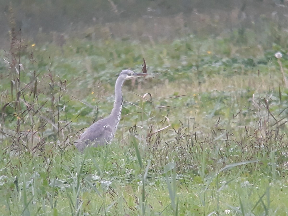 Gray Heron - ML185997781