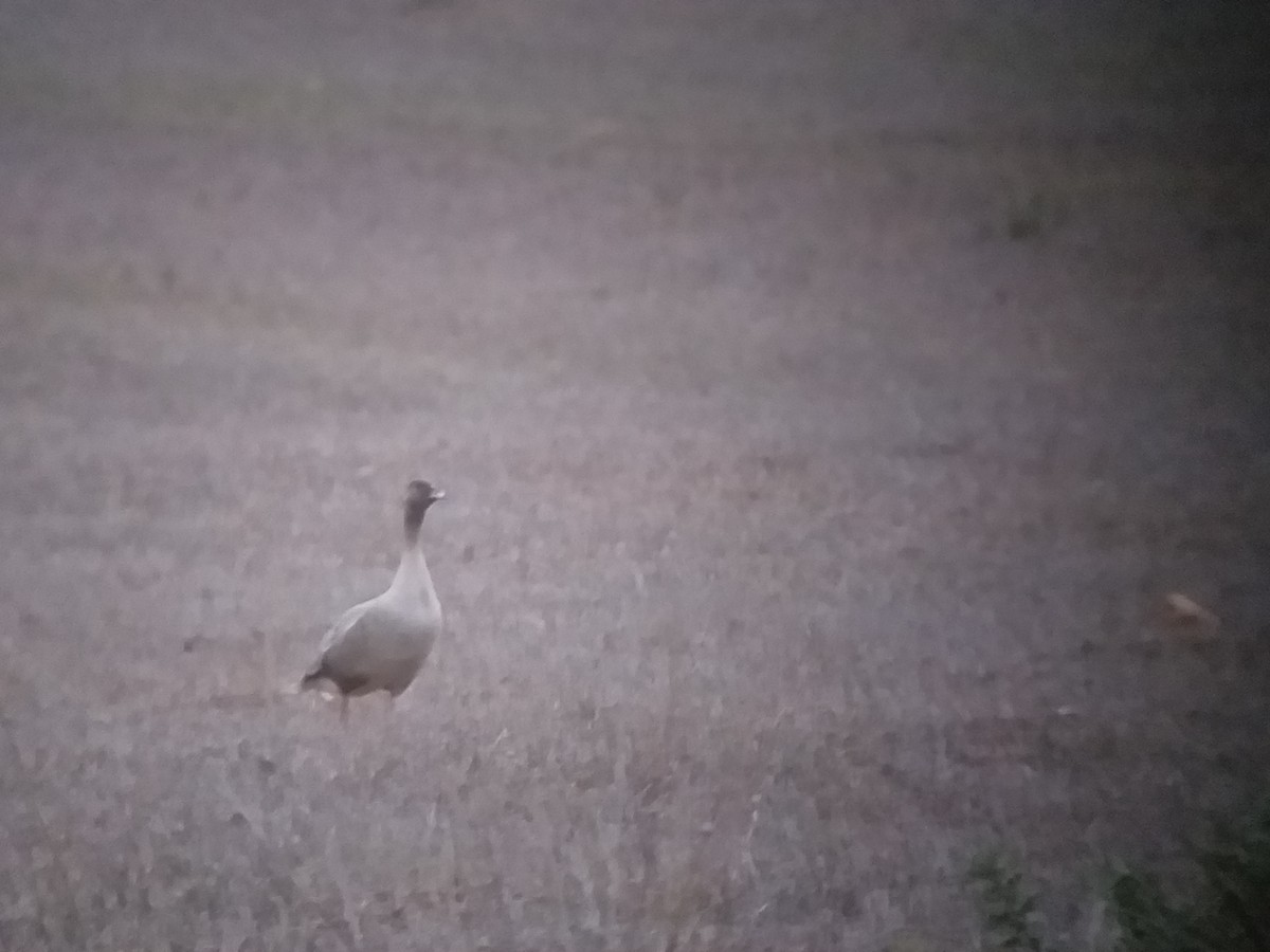 Pink-footed Goose - ML185998411