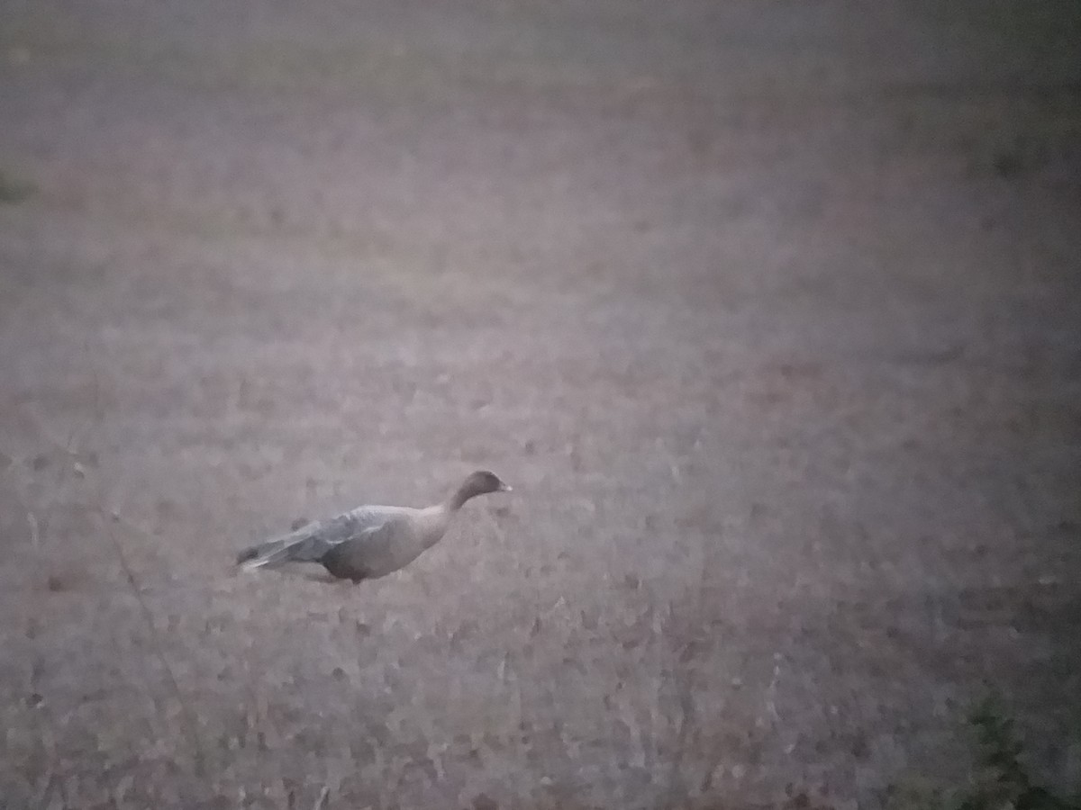 Pink-footed Goose - ML185998421
