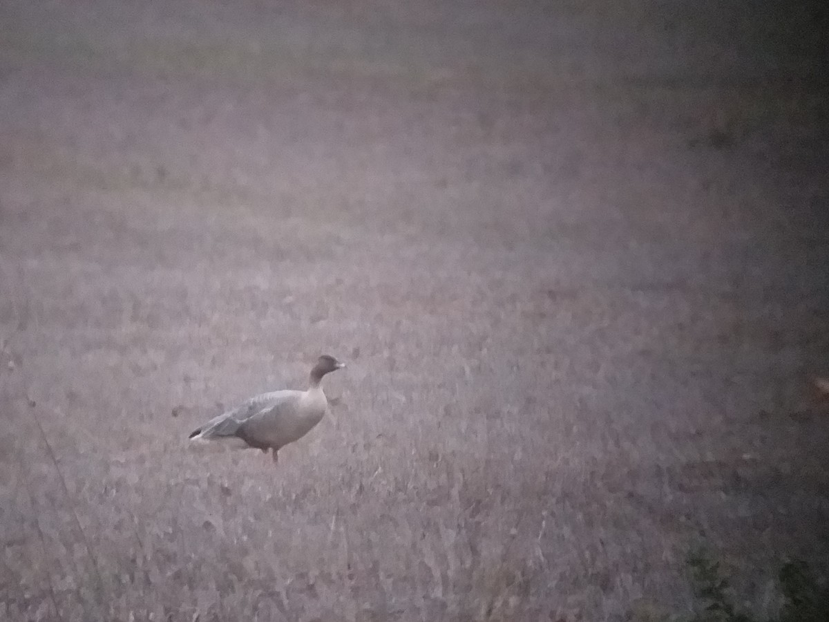 Pink-footed Goose - ML185998451