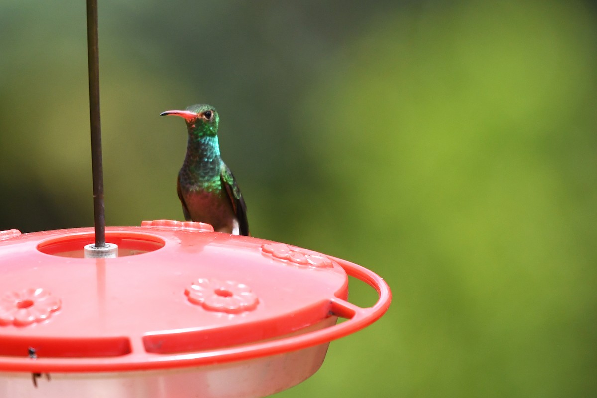 Rufous-tailed Hummingbird - ML185999601