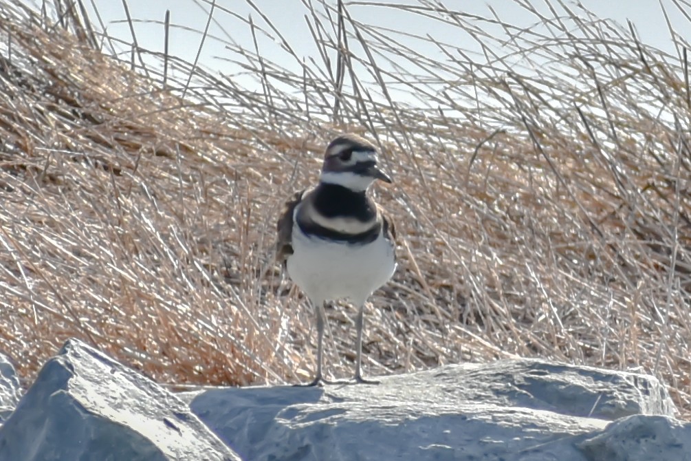 Killdeer - Kate E Magoon