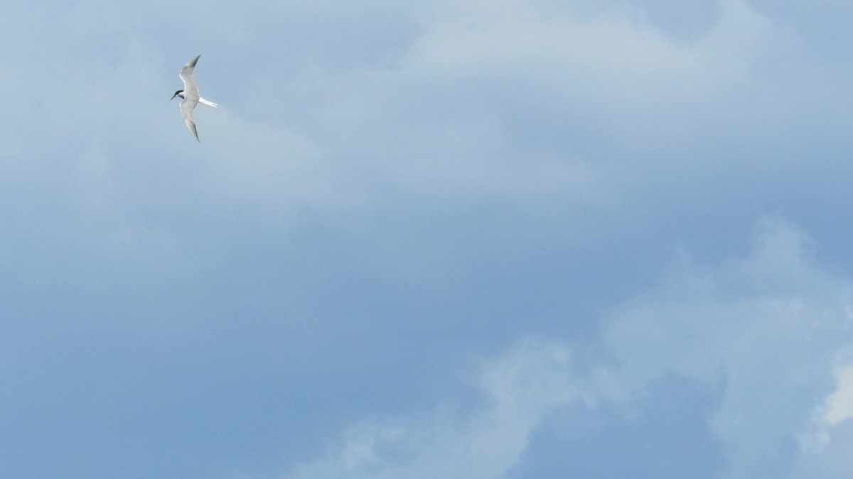 Common Tern - M Sá & J Teixeira