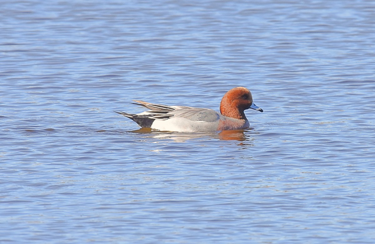 Eurasian Wigeon - ML186003001